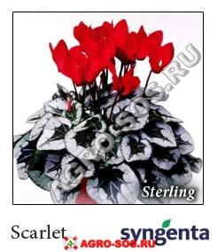 Цикламен персидский F1 Sterling Sсarlet, Syngenta - 1000 семян