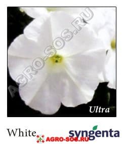 Петуния крупноцветковая F1 Ultra White, Syngenta - 1000 шт (драже)