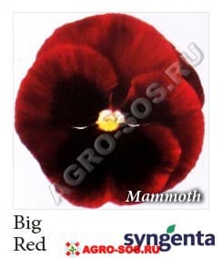 Виола Витрокка F1 Mammoth Big Red, Syngenta - 1000 семян