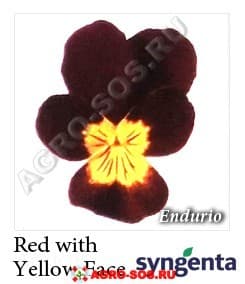 Виола рогатая F1 Endurio Red with Yellow Face, Syngenta - 1000 семян