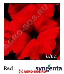 Петуния крупноцветковая F1 Ultra Red, Syngenta - 1000 шт (драже)