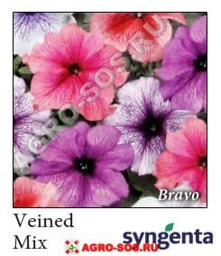 Петуния крупноцветковая F1 Bravo Veined Mix Improved, Syngenta - 1000 шт (драже)