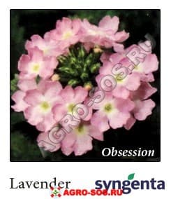 Вербена гибридная F1 Obsession Lavender, Syngenta - 1000 шт