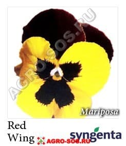 Виола Витрокка F1 Марипоза Ред Винг, Syngenta - 1000 семян