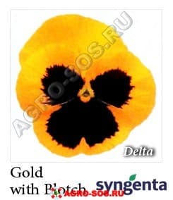 Виола Витрокка F1 Delta Premium Gold with Blotch, Syngenta - 1000 семян