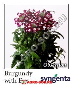 Вербена гибридная F1 Obsession Burgundy with Eye, Syngenta - 1000 шт