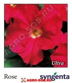Петуния крупноцветковая F1 Ultra Rose, Syngenta - 1000 шт (драже)