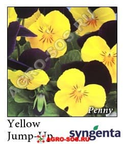 Виола рогатая F1 Penny Yellow Jump-up Improved, Syngenta - 1000 семян