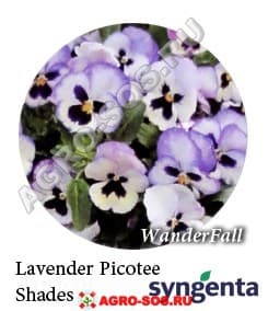Виола Витрокка F1 Wonderfall Lavender Picotee Shades, Syngenta - 1000 семян