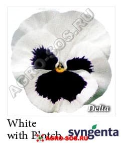 Виола Витрокка F1 Delta Premium White with Blotch, Syngenta - 1000 семян