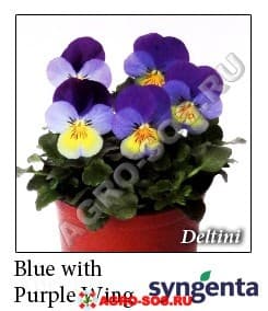 Виола рогатая F1 Deltini Blue Purple Wing, Syngenta - 1000 семян