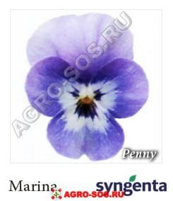 Виола рогатая F1 Пенни Марина, Syngenta - 1000 семян