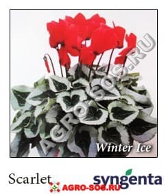 Цикламен персидский F1 Winter Ice Scarlet, Syngenta - 1000 семян