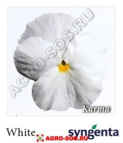 Виола Витрокка F1 Karma White, Syngenta - 1000 семян