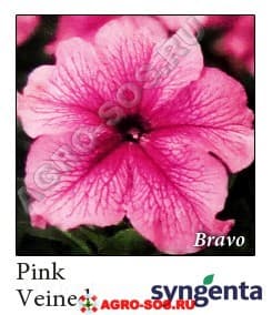 Петуния крупноцветковая F1 Bravo Pink Veined, Syngenta - 1000 шт (драже)