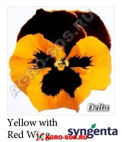 Виола Витрокка F1 Delta Yellow with Red Wing, Syngenta - 1000 семян