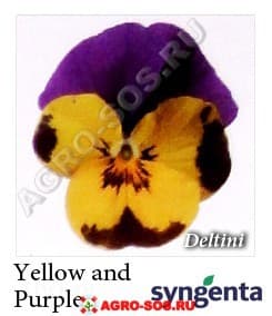 Виола рогатая F1 Deltini Yellow Purple, Syngenta - 1000 семян