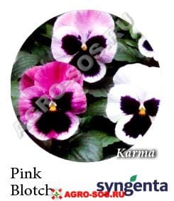 Виола Витрокка F1 Karma Pink Blotch, Syngenta - 1000 семян