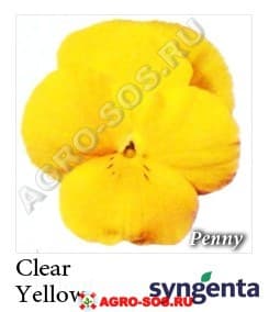 Виола рогатая F1 Пенни Клеар Желтый, Syngenta - 1000 семян