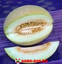 Дыня Ананас F1, Wing Seed - 1000 семян