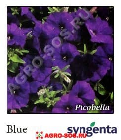 Петуния многоцветковая F1 Picobella Blue, Syngenta - 1000 шт (драже)