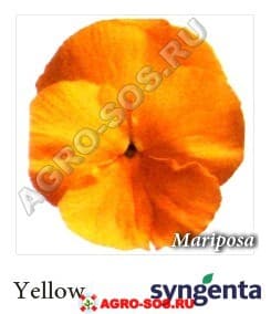 Виола Витрокка F1 Марипоза Желтый, Syngenta - 1000 семян