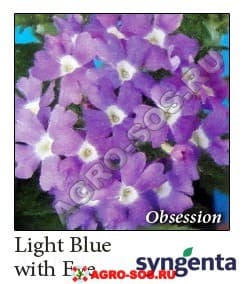 Вербена гибридная F1 Obsession Light Blue with Eye, Syngenta - 1000 шт