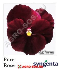 Виола Витрокка F1 Colossus Pure Rose, Syngenta - 1000 семян