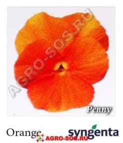 Виола рогатая F1 Penny Orange, Syngenta - 1000 семян
