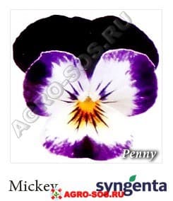 Виола рогатая F1 Пенни Микей, Syngenta - 1000 семян