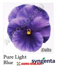 Виола Витрокка F1 Delta Premium Pure Light Blue, Syngenta - 1000 семян