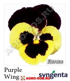 Виола Витрокка F1 Karma Purple Wing (New), Syngenta - 1000 семян