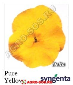 Виола Витрокка F1 Delta Premium Pure Yellow, Syngenta - 1000 семян