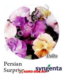Виола Витрокка F1 Delta Premium Persian Surprise, Syngenta - 1000 семян