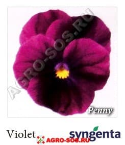 Виола рогатая F1 Penny Violet, Syngenta - 1000 семян