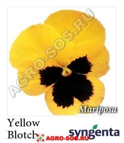 Виола Витрокка F1 Марипоза Желтый Blotch, Syngenta - 1000 семян