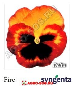 Виола Витрокка F1 Delta Fire, Syngenta - 1000 семян