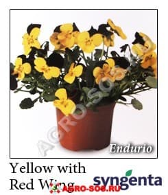 Виола рогатая F1 Endurio Yellow with Red Wing, Syngenta - 1000 семян