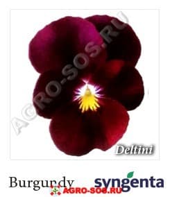 Виола рогатая F1 Deltini Burgundy, Syngenta - 1000 семян