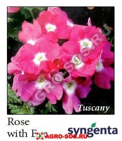 Вербена гибридная F1 Tuscany Rose with Eye, Syngenta - 1000 шт