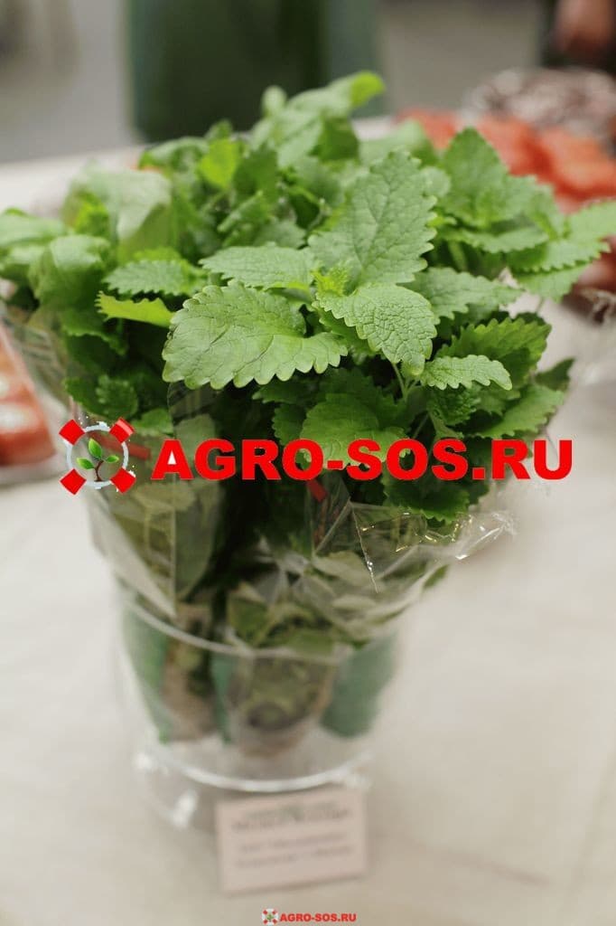 Семена мяты овощной Ментол, Гавриш - 100 г