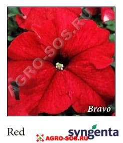 Петуния крупноцветковая F1 Bravo Red, Syngenta - 1000 шт (драже)