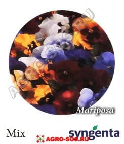 Виола Витрокка F1 Mariposa Mix, Syngenta - 1000 семян
