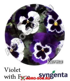 Виола Витрокка F1 Karma Violet with Face, Syngenta - 1000 семян