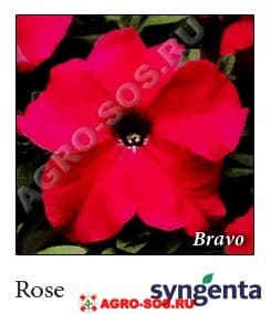 Петуния крупноцветковая F1 Bravo Rose, Syngenta - 1000 шт (драже)