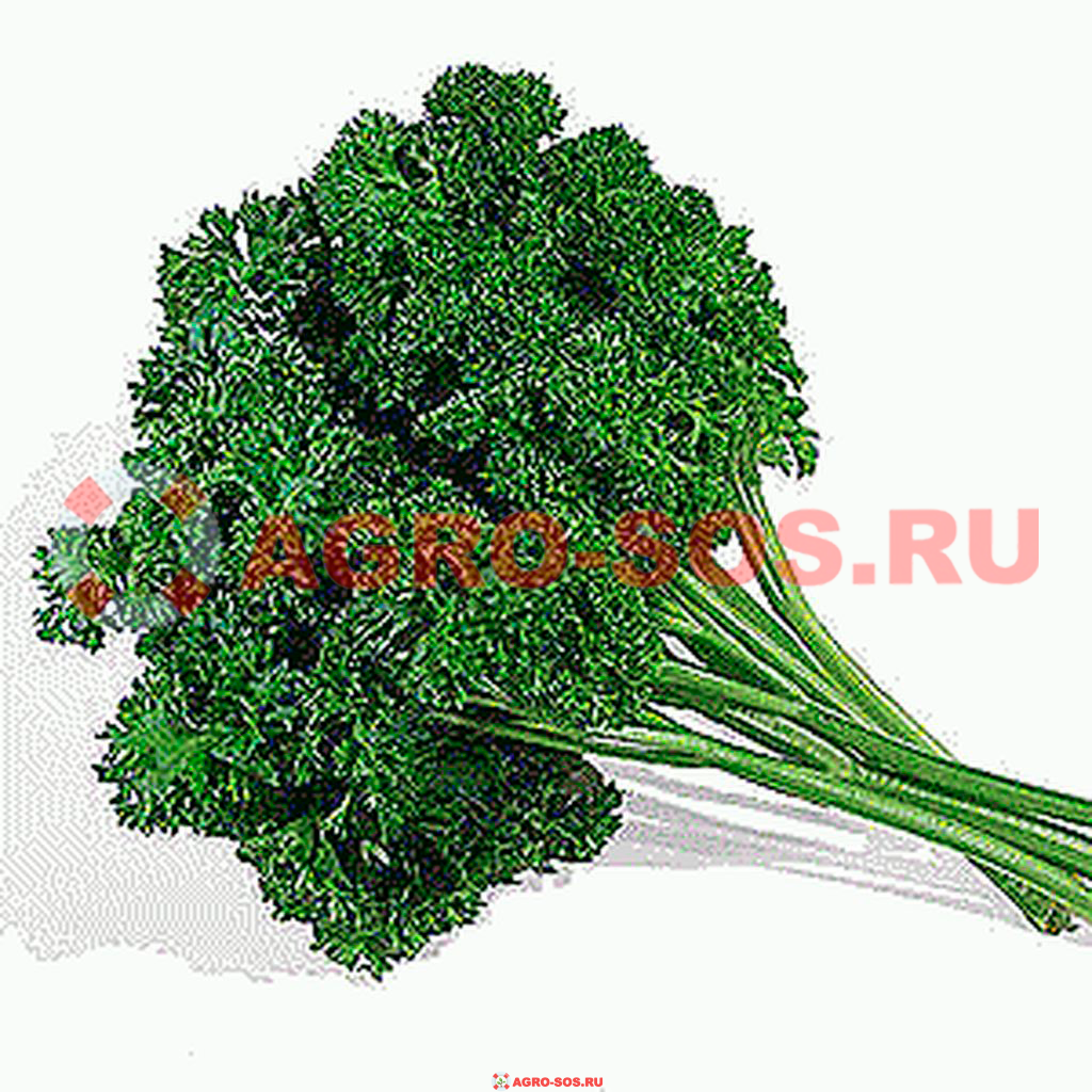 Жиголо семена базилика 100 г