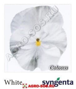 Виола Витрокка F1 Colossus White, Syngenta - 1000 семян