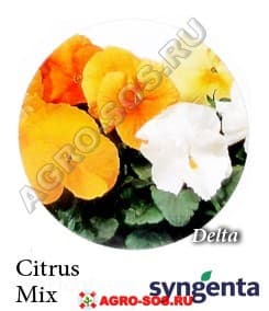 Виола Витрокка F1 Delta Citrus Mix, Syngenta - 1000 семян