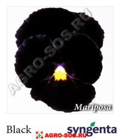 Виола Витрокка F1 Mariposa Black, Syngenta - 1000 семян