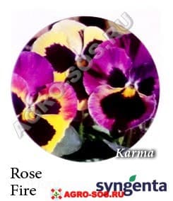 Виола Витрокка F1 Karma Rose Fire, Syngenta - 1000 семян